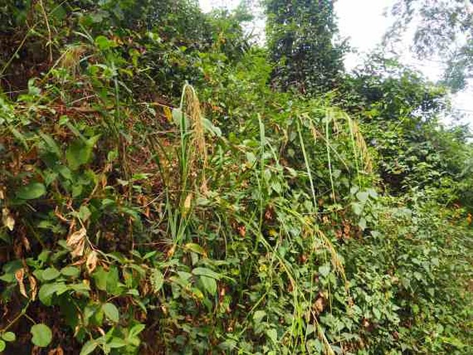 Carex myosurus