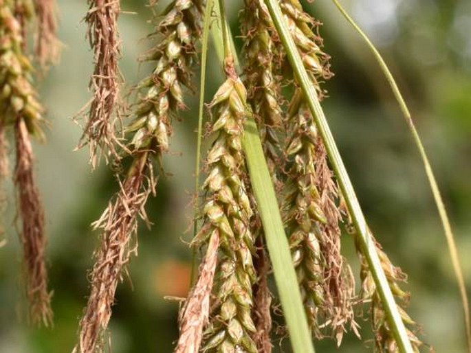 Carex myosurus