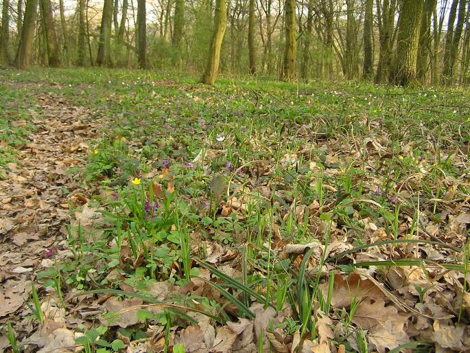 Carex pilosa