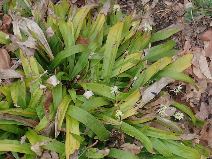 Carex plantaginea