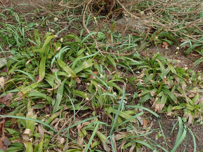 Carex plantaginea