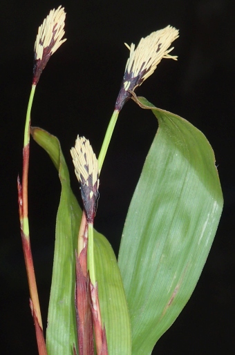 Carex plantaginea