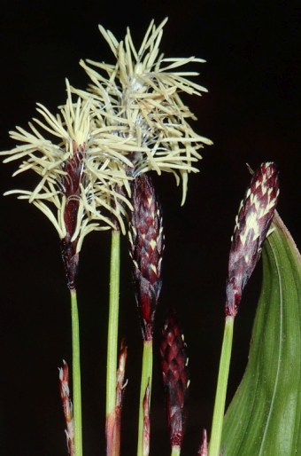 Carex plantaginea