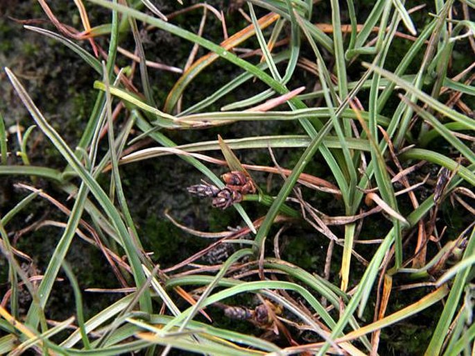 Carex subspathacea