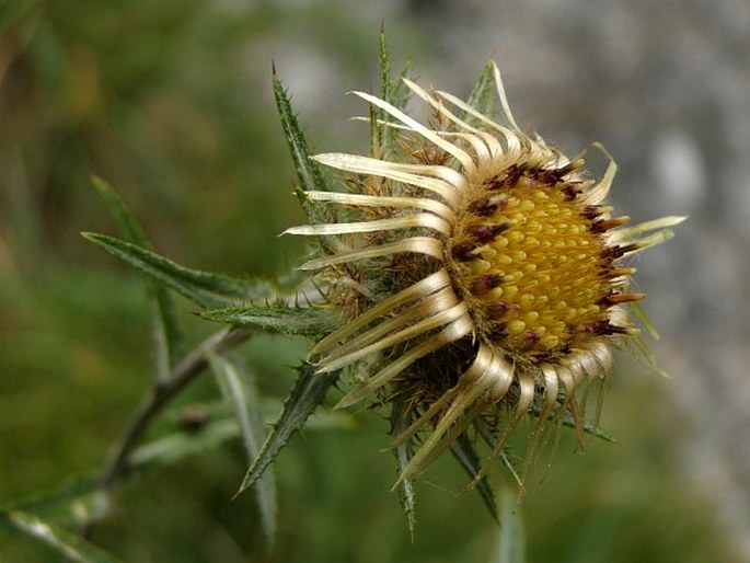 CARLINA BIEBERSTEINII Bernh. ex Hornem. - pupava Biebersteinova / krasovlas Biebersteinov