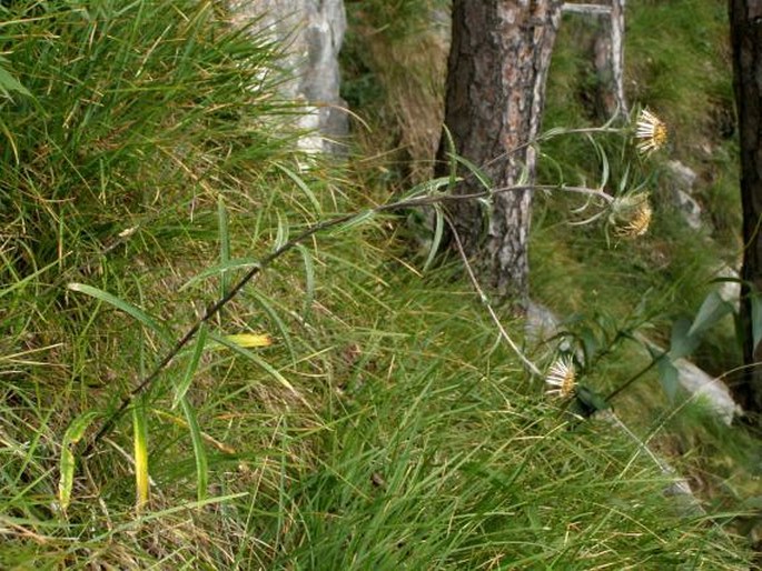 Carlina biebersteinii