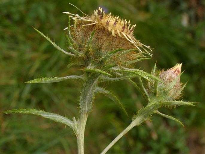 Carlina biebersteinii