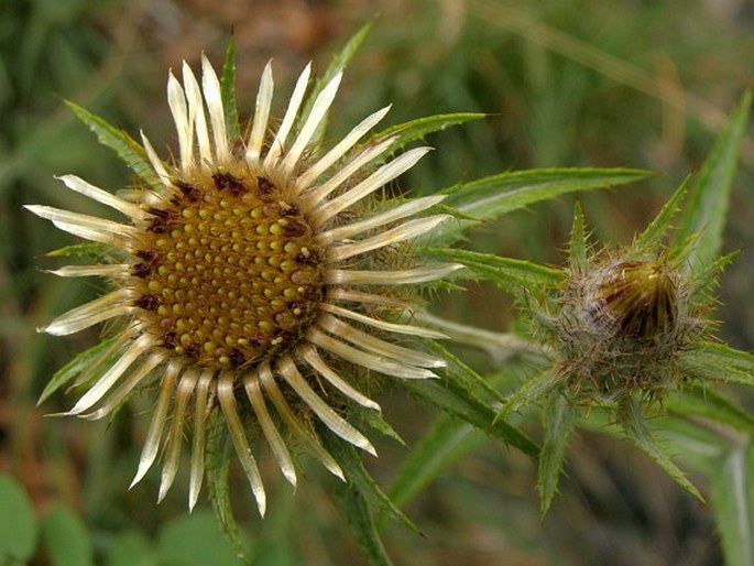 Carlina biebersteinii