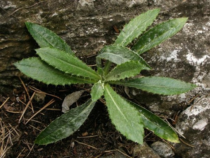 Carlina biebersteinii