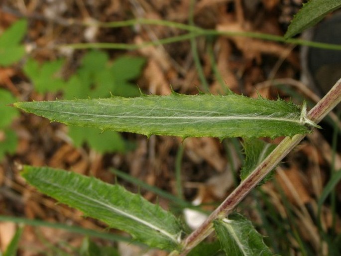 Carlina biebersteinii