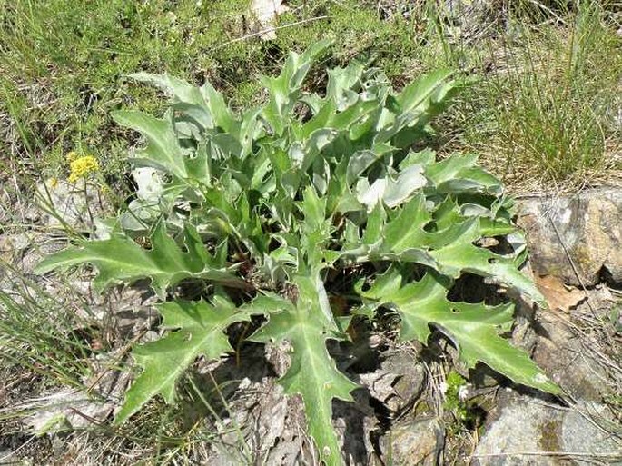 Carlina acanthifolia subsp. utzka