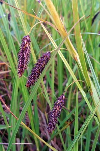 Carex lyngbyei