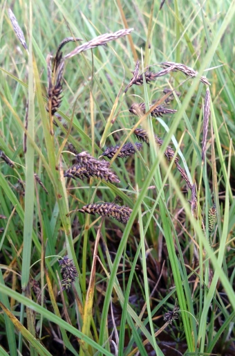 Carex lyngbyei