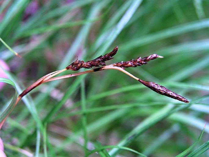 CAREX MACROURA Meinsh. – ostřice velkonohá / ostrica