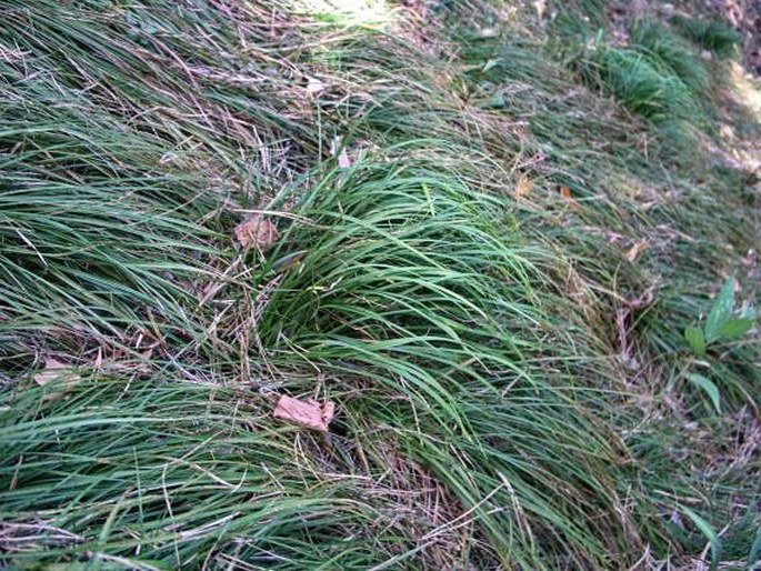 Carex macroura