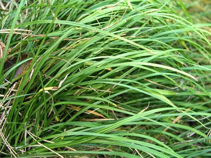 Carex macroura