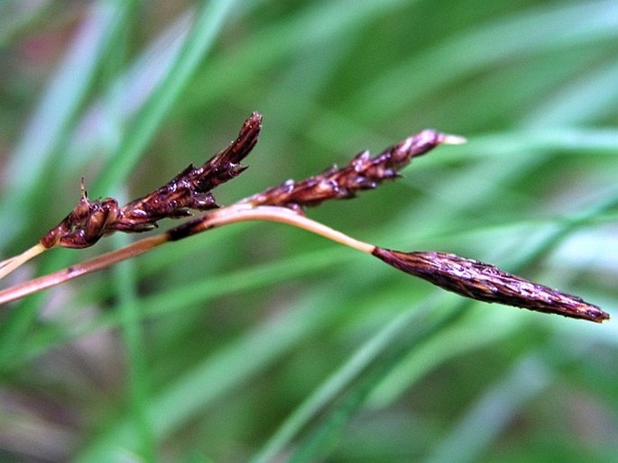 Carex macroura