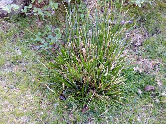 Carex microcarpa