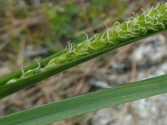 Carex microcarpa