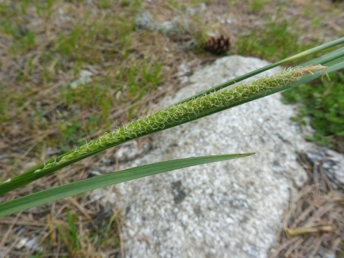 Carex microcarpa