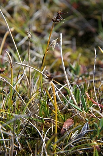 Carex parallela