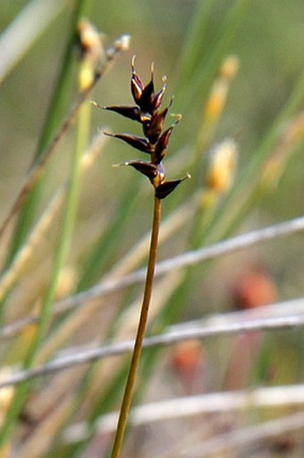 Carex parallela