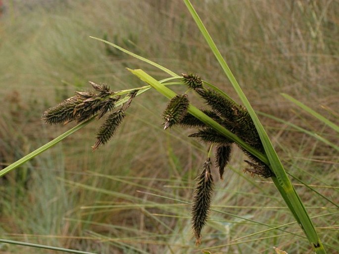 Carex pichinchensis