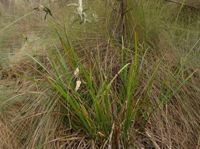 Carex pichinchensis