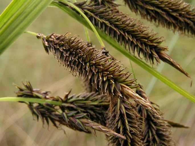 Carex pichinchensis