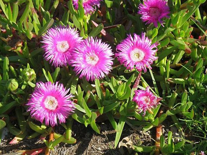 CARPOBROTUS DELICIOSUS (L. Bolus) L. Bolus