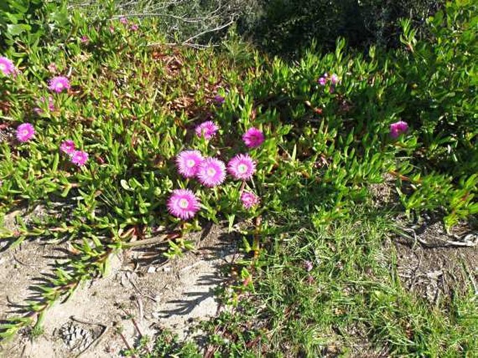 Carpobrotus deliciosus