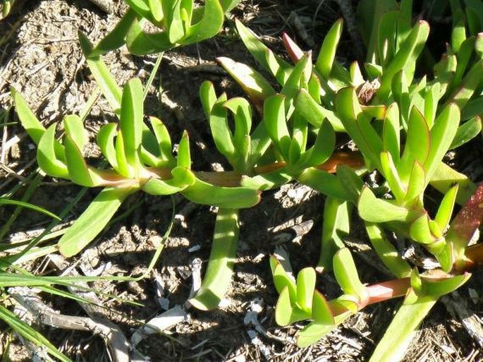 Carpobrotus deliciosus