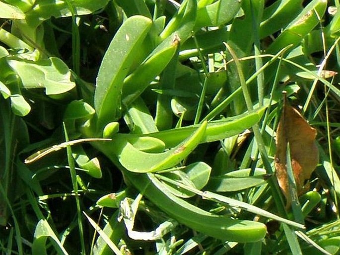 Carpobrotus deliciosus