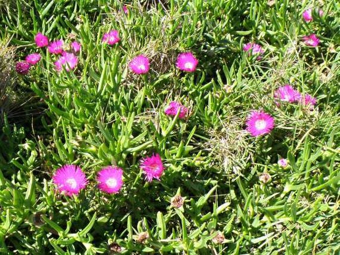 Carpobrotus deliciosus