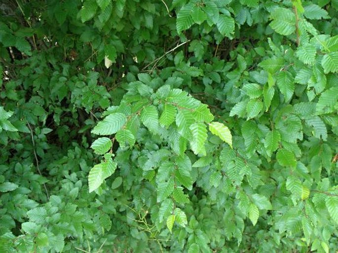 Carpinus orientalis