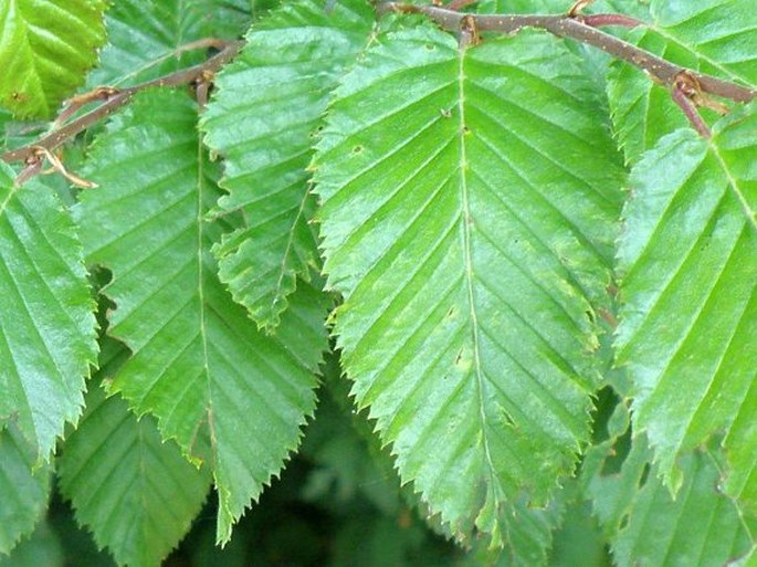 Carpinus orientalis