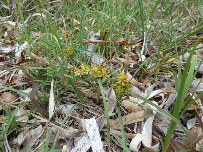 Carex pumila