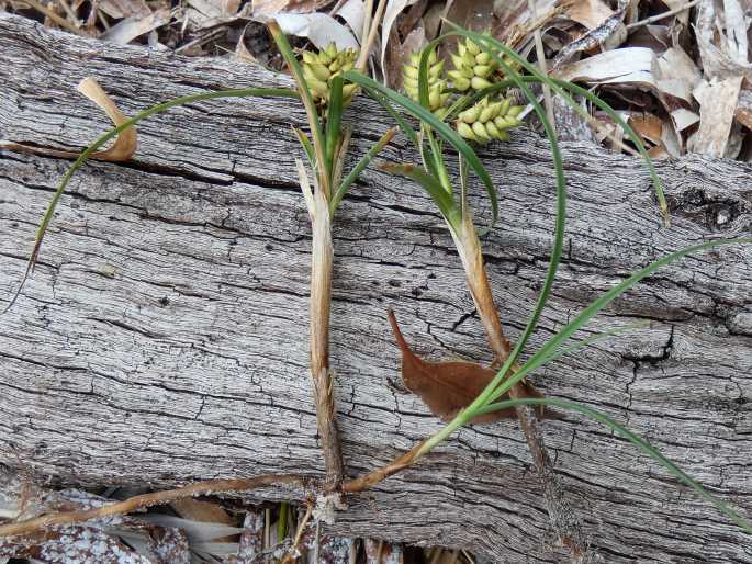 Carex pumila