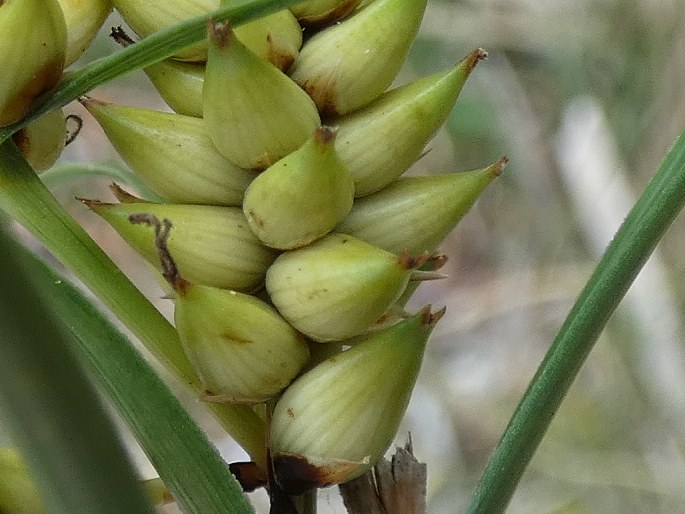 Carex pumila