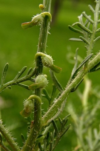 Carrichtera annua