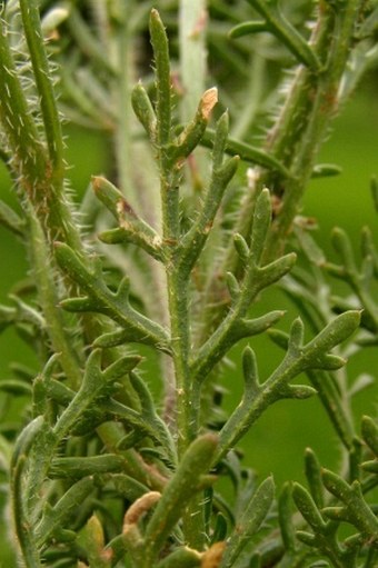 Carrichtera annua