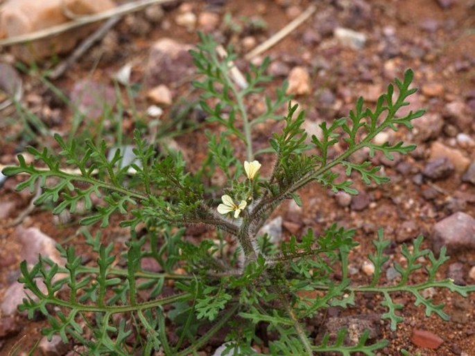 Carrichtera annua