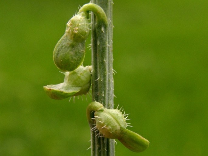 Carrichtera annua