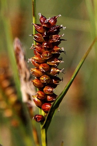 Carex rotundata