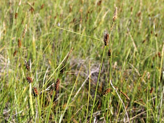 Carex rotundata