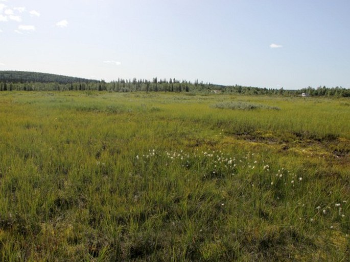 Carex rotundata