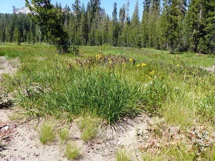 Carex scopulorum