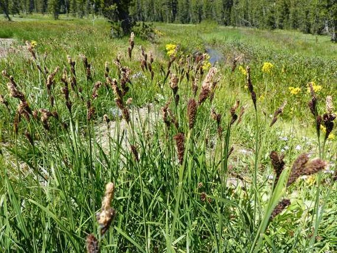 Carex scopulorum