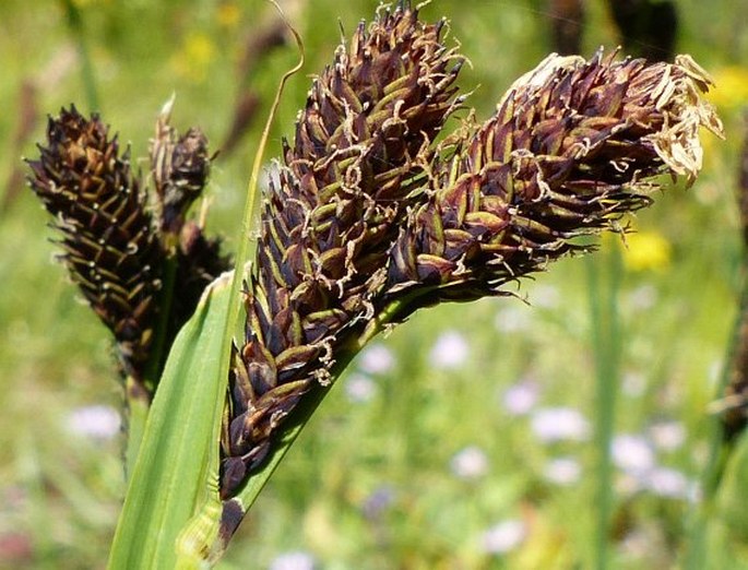 Carex scopulorum