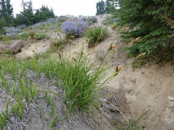 Carex scopulorum